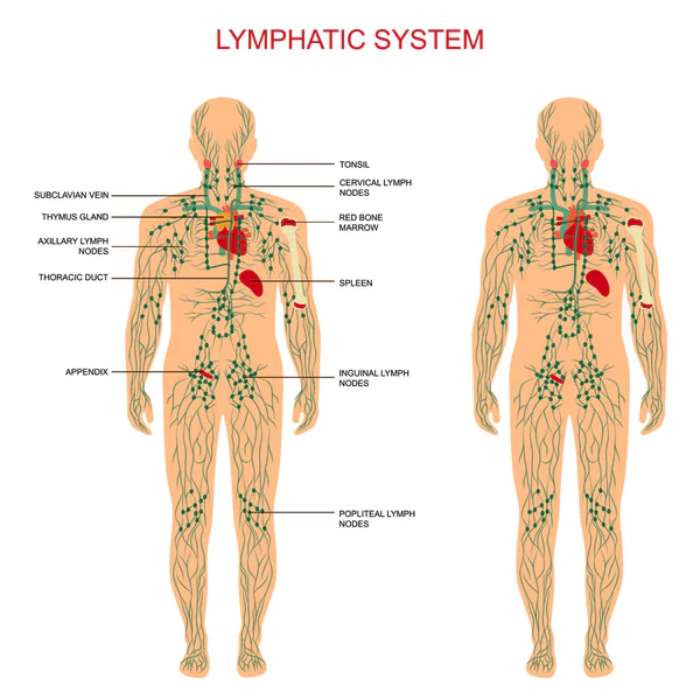 Enhancing Lymphatic Fluid Movement