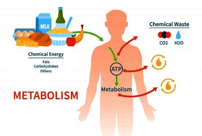 metabolism stay elevated after exercise