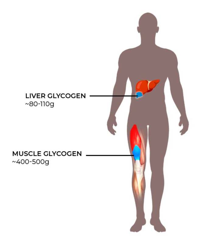 glycogen in muscle and liver