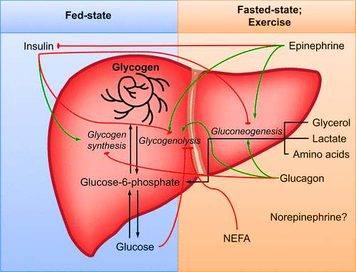 How Long Do Glycogen Stores Last During Exercise