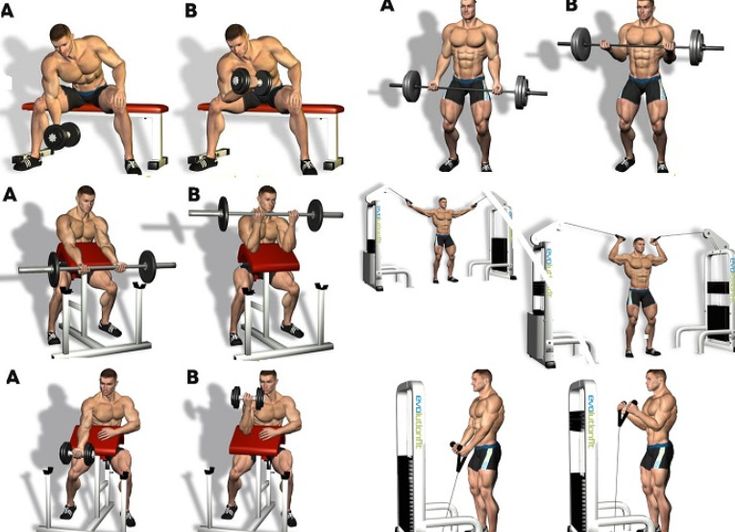 Best bicep exercises