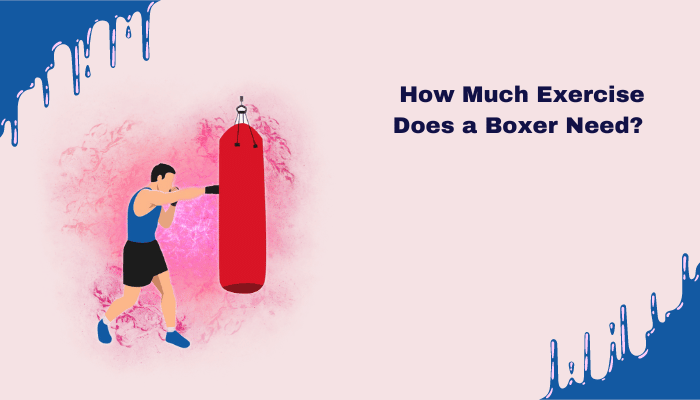 boxer exercise requirements explained